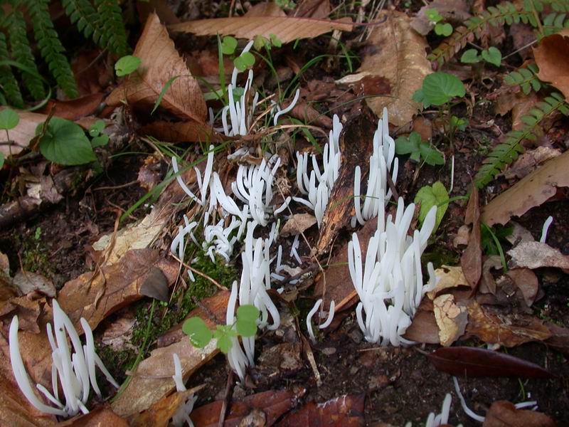 Escursione autunnale in Corsica - 3